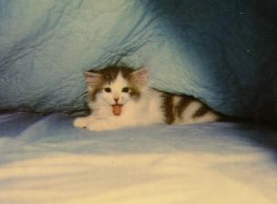 Kitten Under Covers